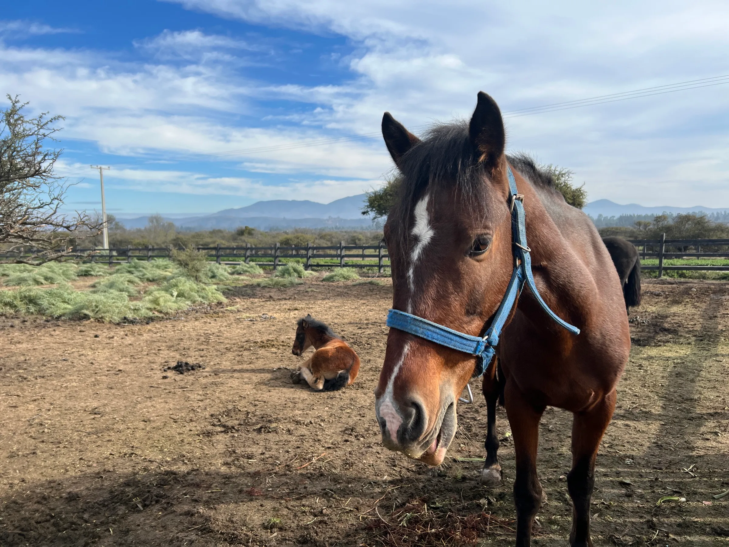 Caballo en el área común