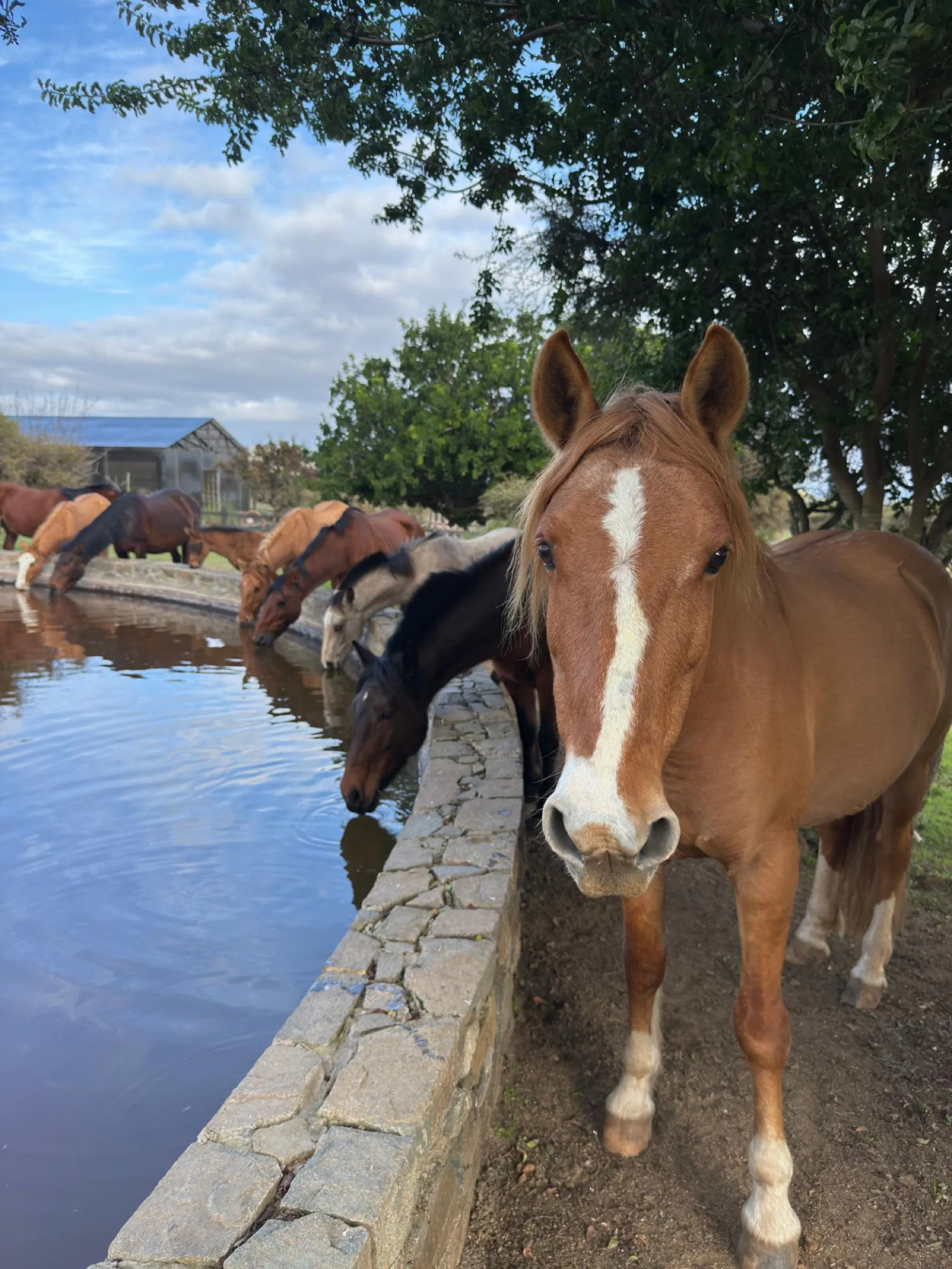 Caballos tomando agua en el estanque de piedra