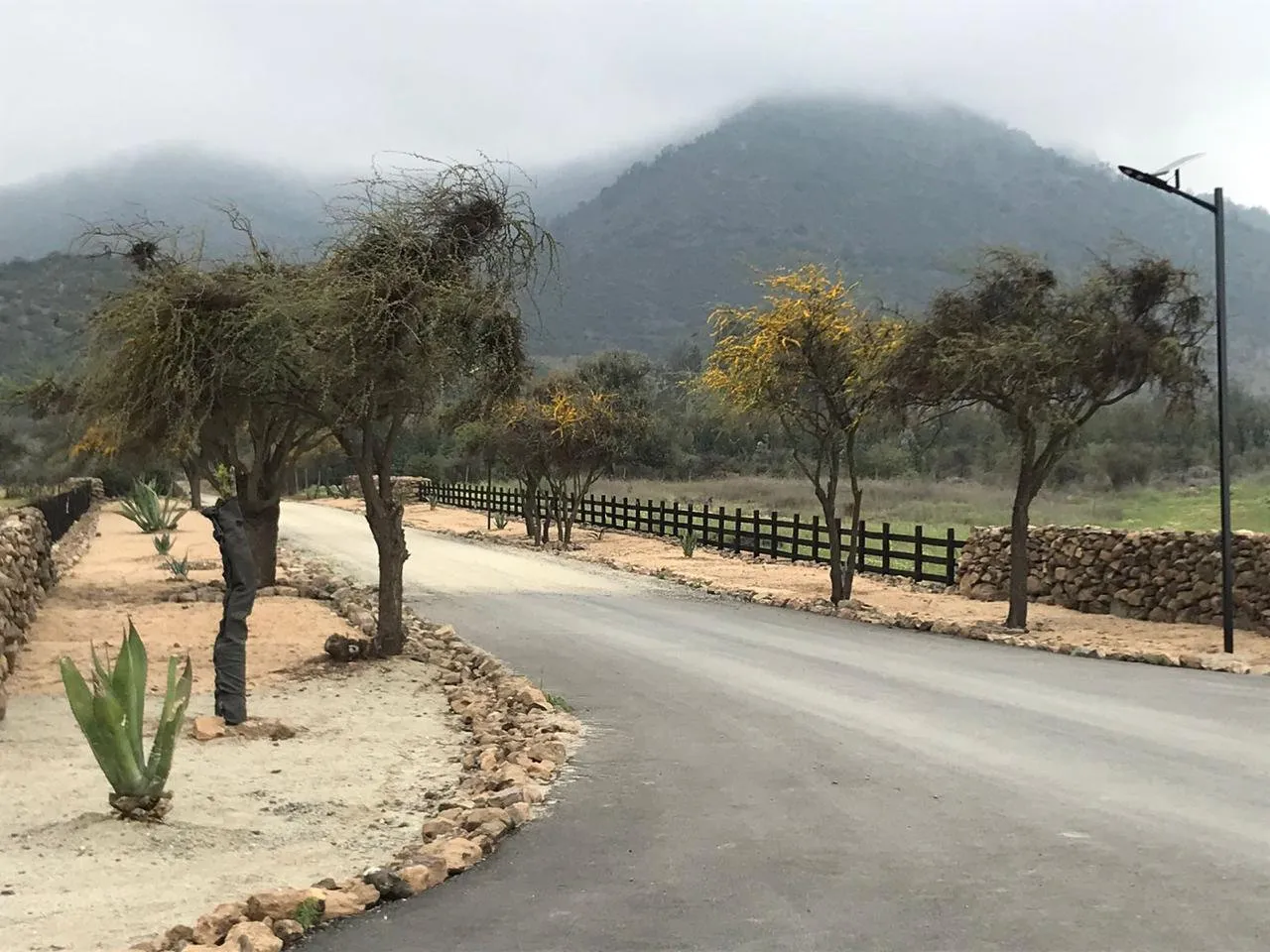 Camino interior entre árboles, con los cerros de fondo