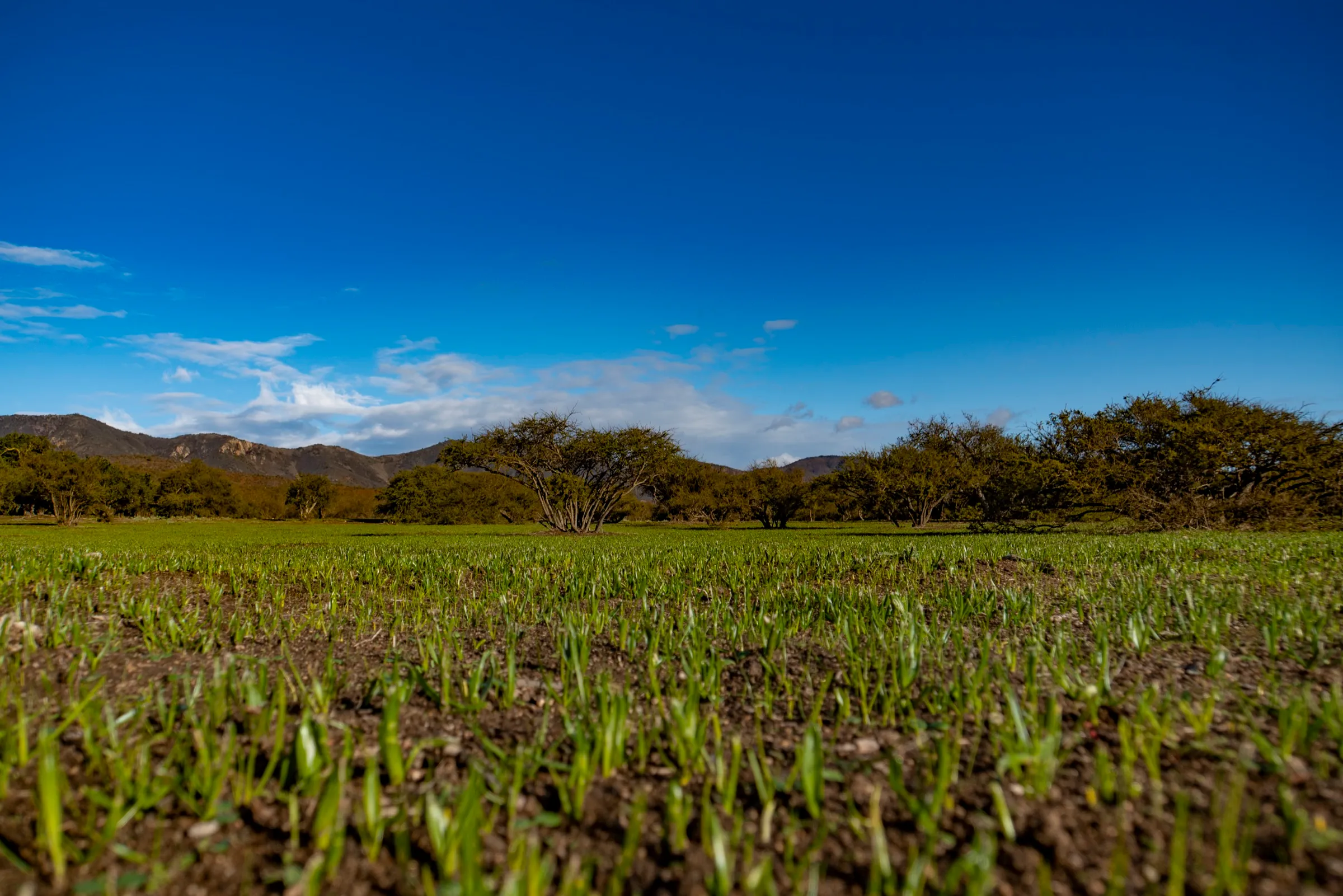 Campo cultivado con cerros de fondo