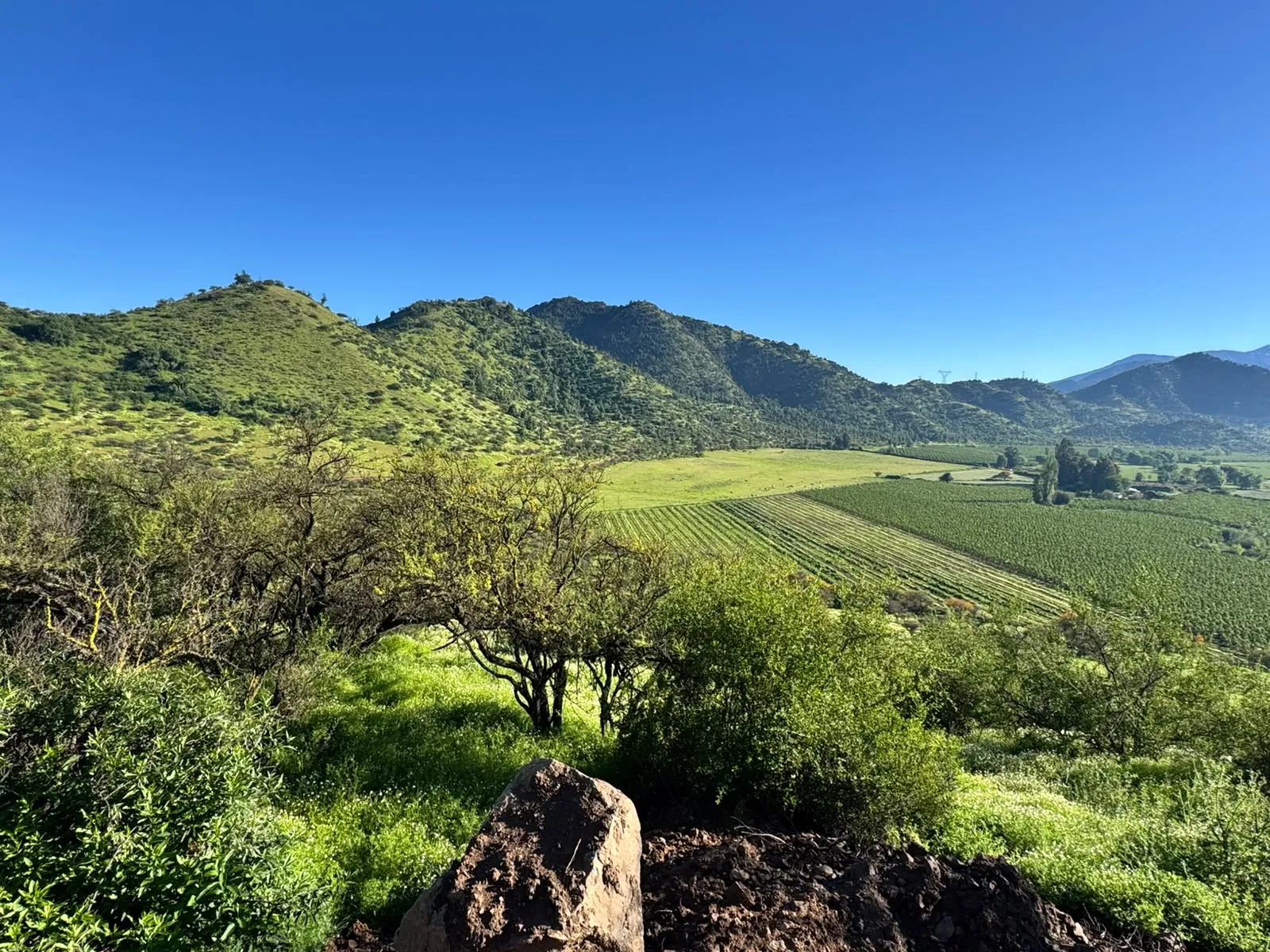 Vista al cerro y los viñedos desde una parcela