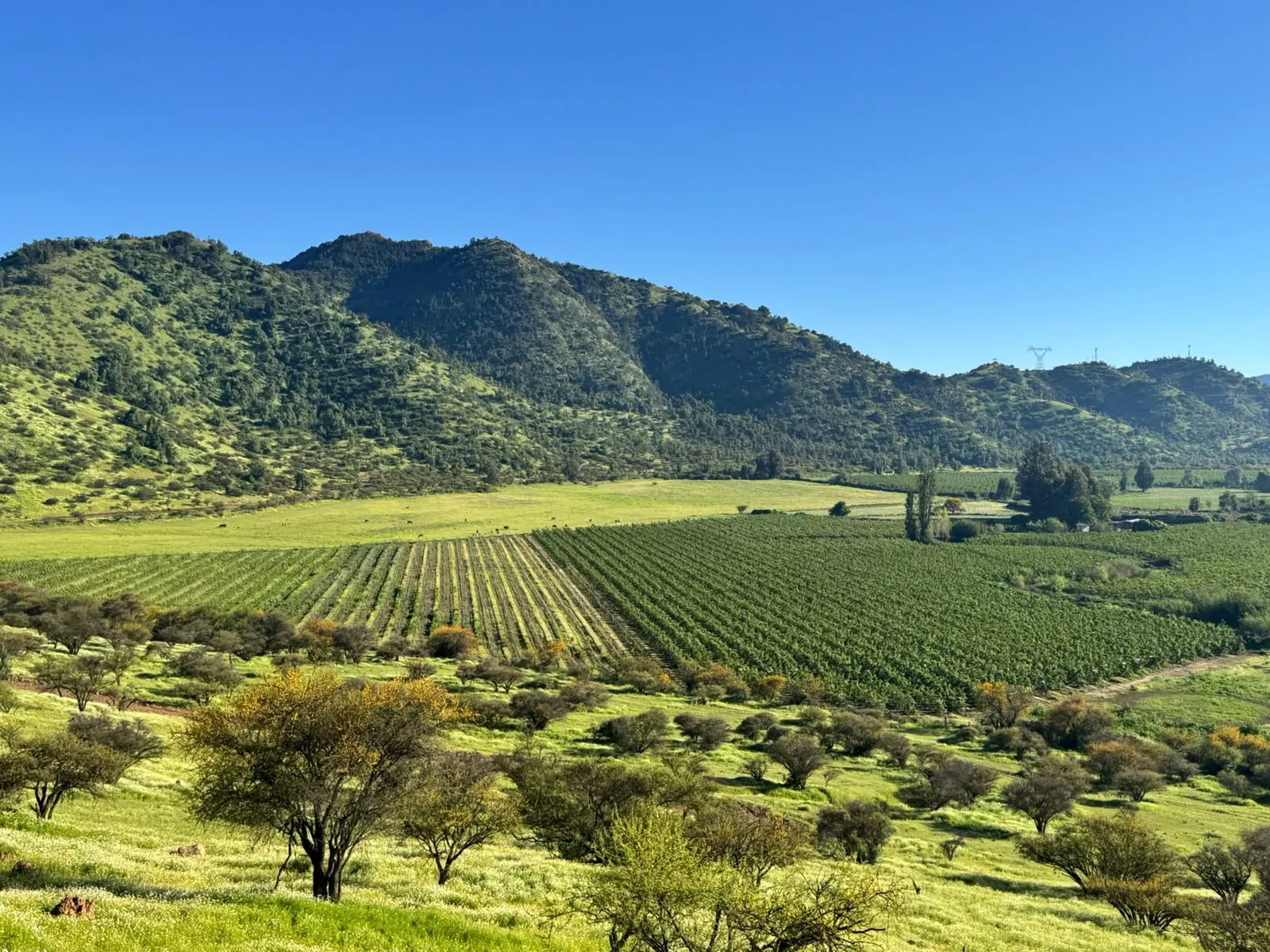 Cerro, viñedos y espinos en primavera