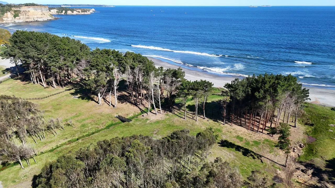 Pinar frente al mar, vista aérea