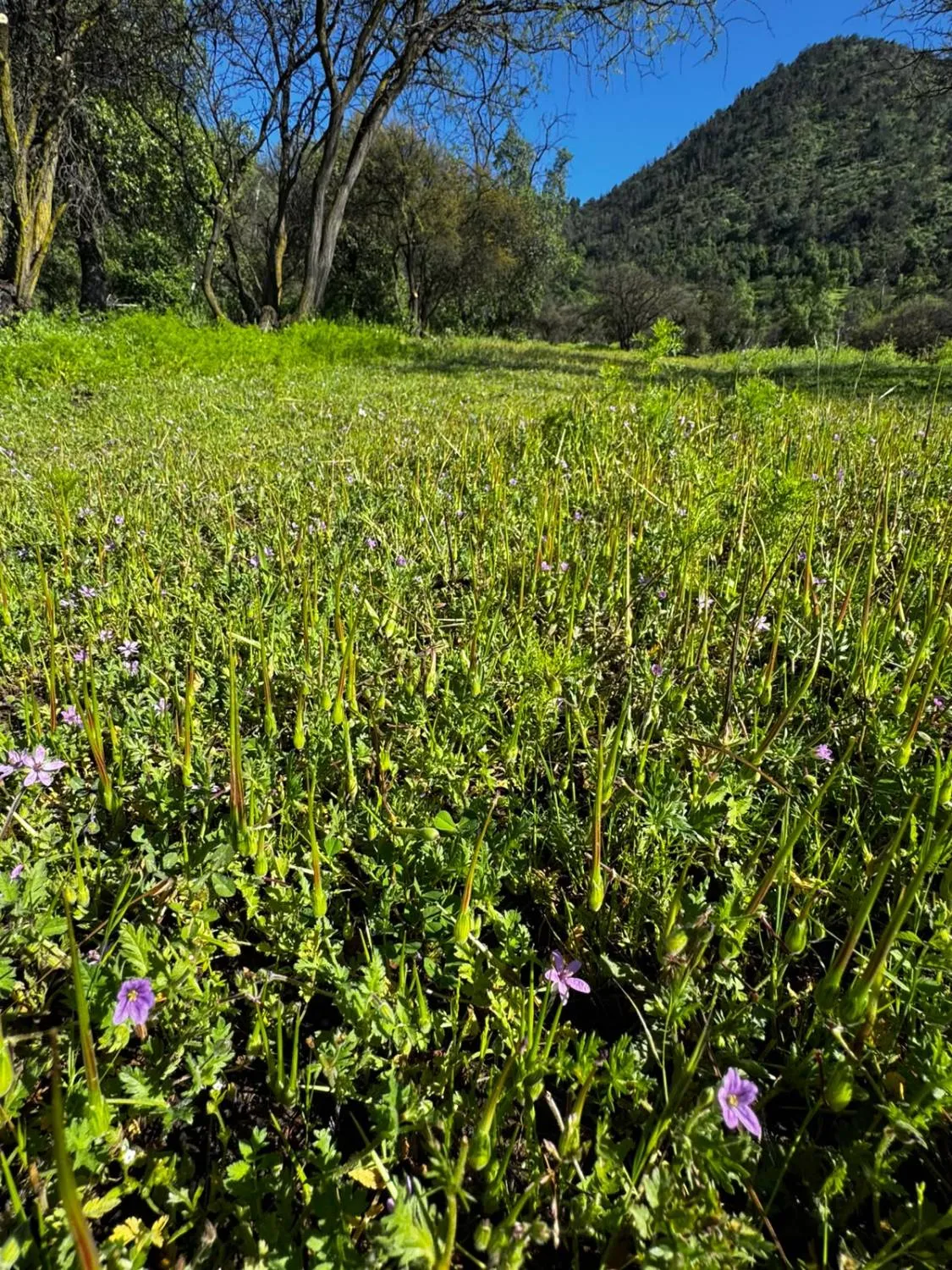 Flores silvestres al pie del cerro