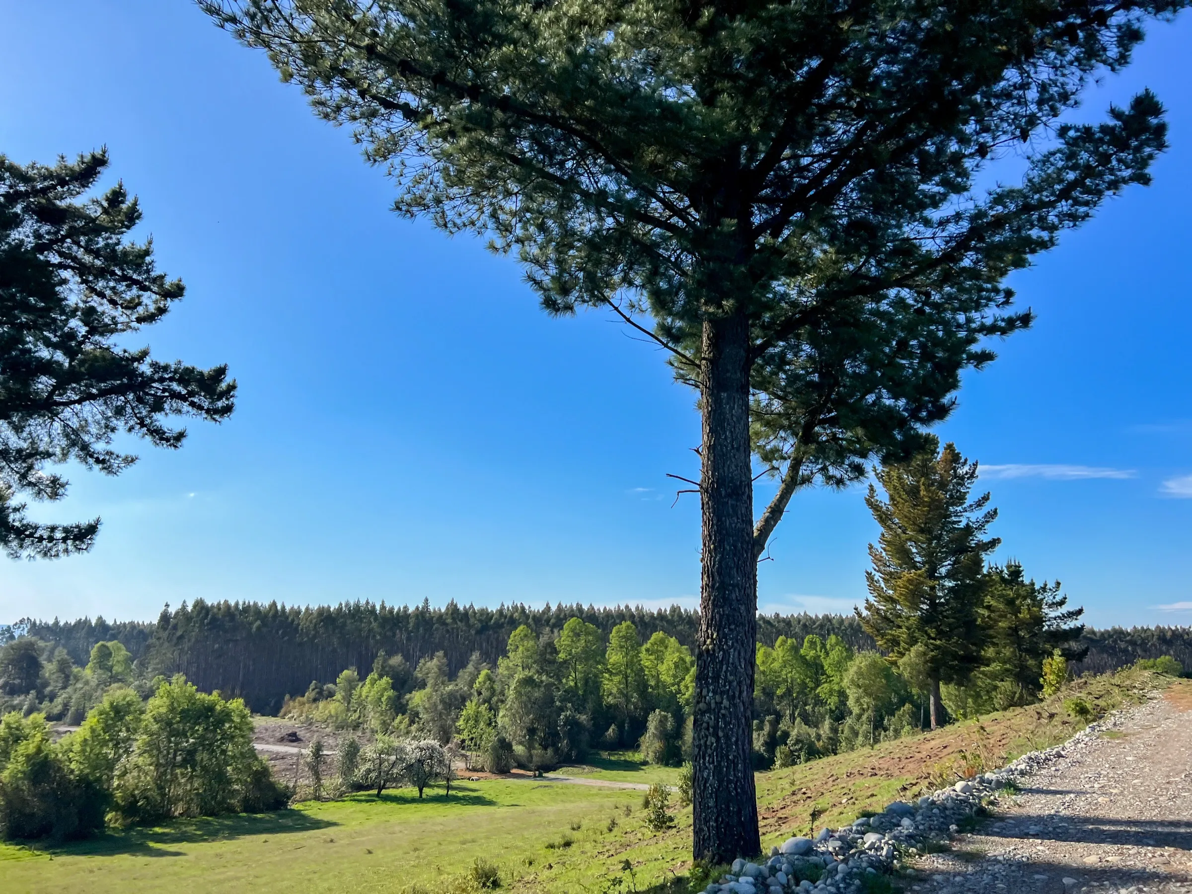 Vista del valle con un pino