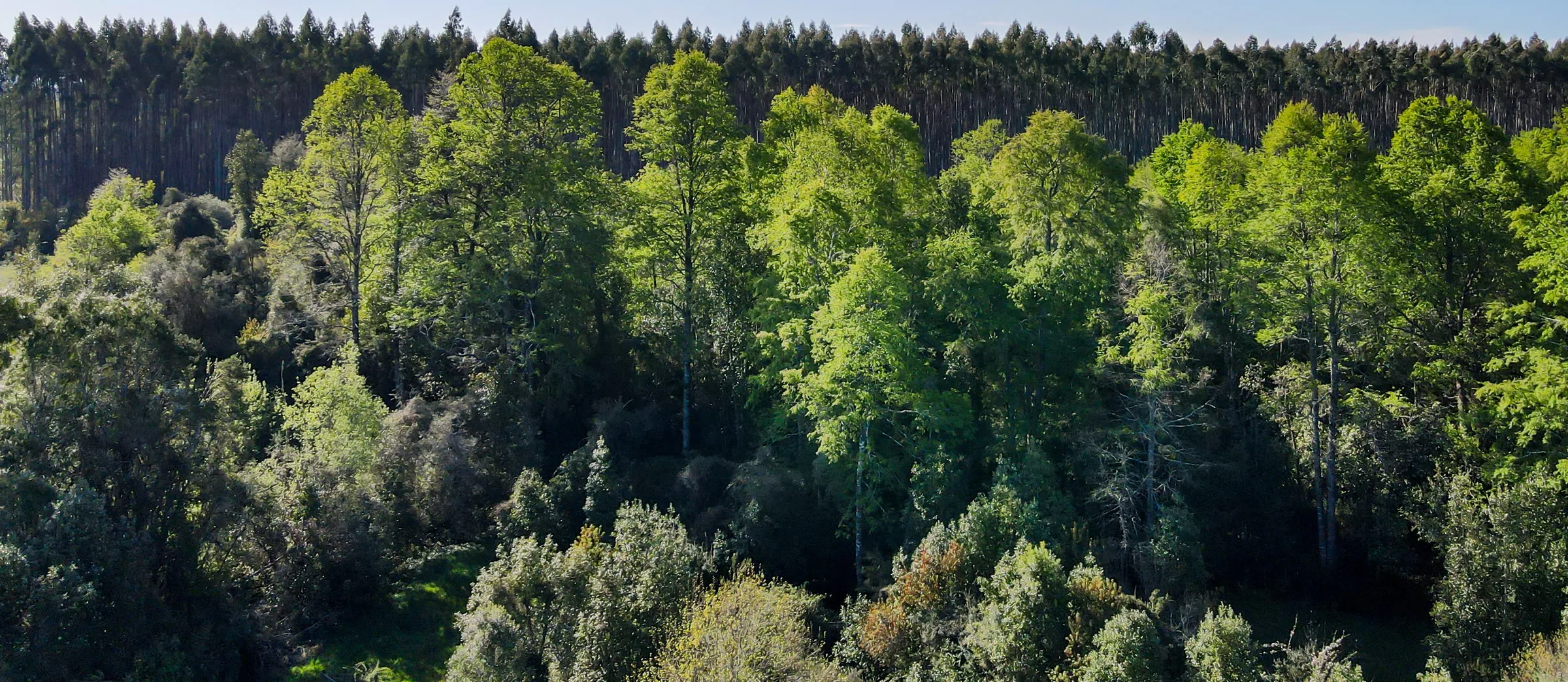 Bosque nativo de Valle Anastasia visto desde el aire