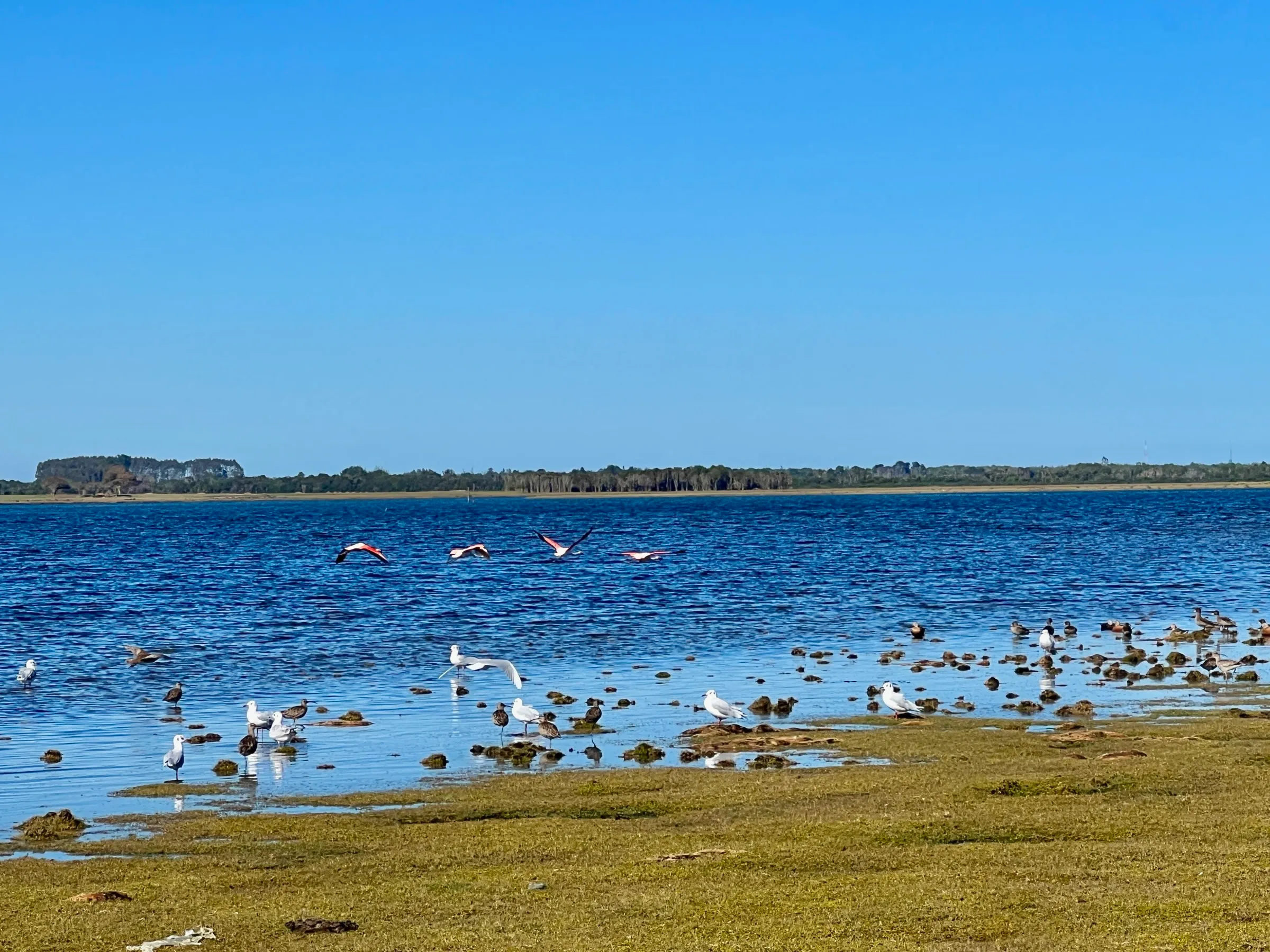 Aves en el Humedal Amortajado