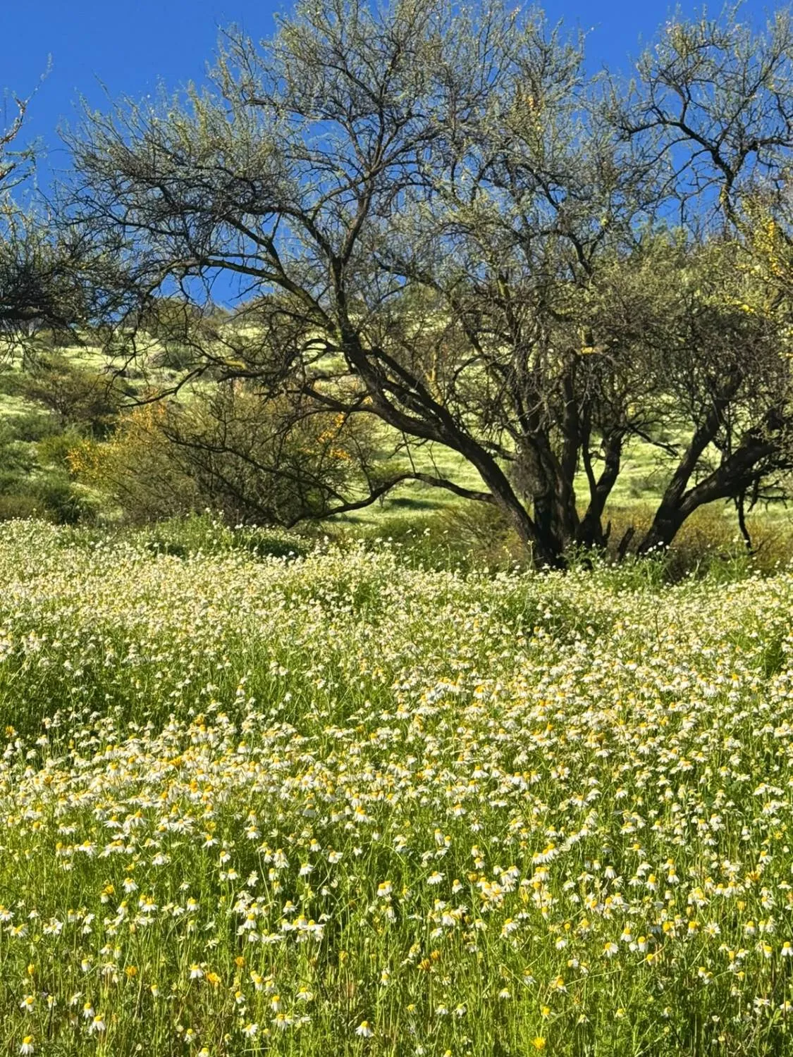 Manzanillas y un espino en primavera