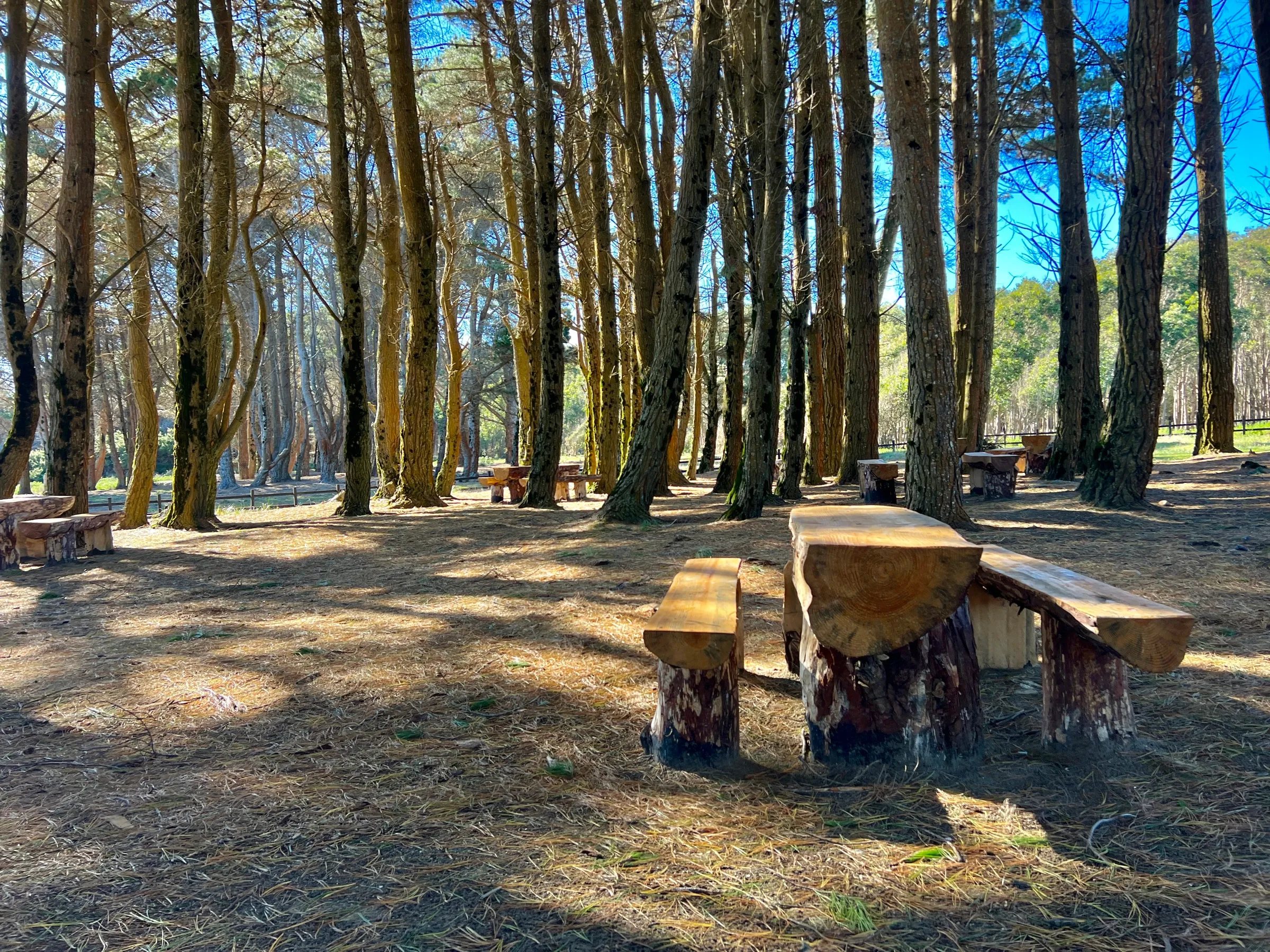 Zona de picnic bajo los pinos