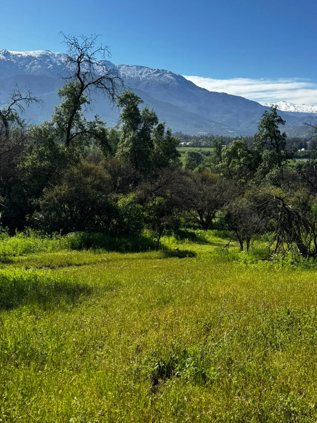 Pradera verde con la cordillera nevada de fondo